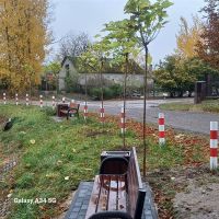 ławki z koszami na śmieci i nasadzenia roślinne